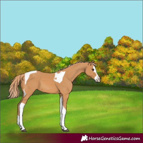 Horse Color:Chestnut Splash Tobiano