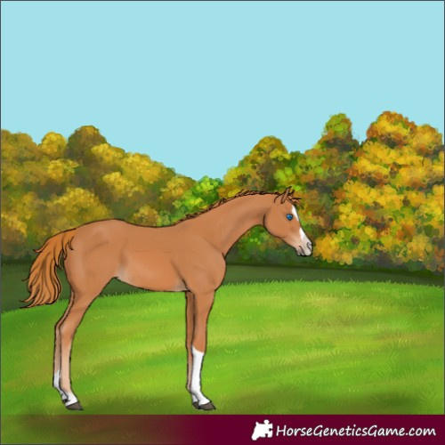 Horse Color:Chestnut Splash Tobiano