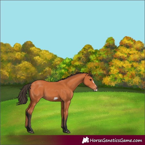 Horse Color:Bay Frame