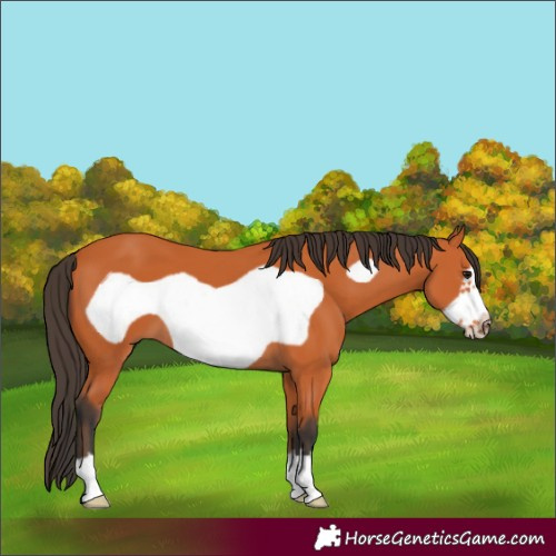 Horse Color:Bay Frame