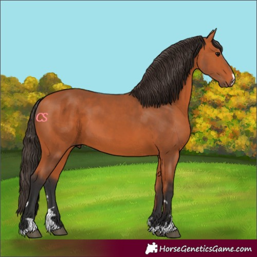Horse Color:Bay 