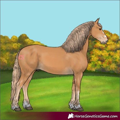Horse Color:Chestnut 