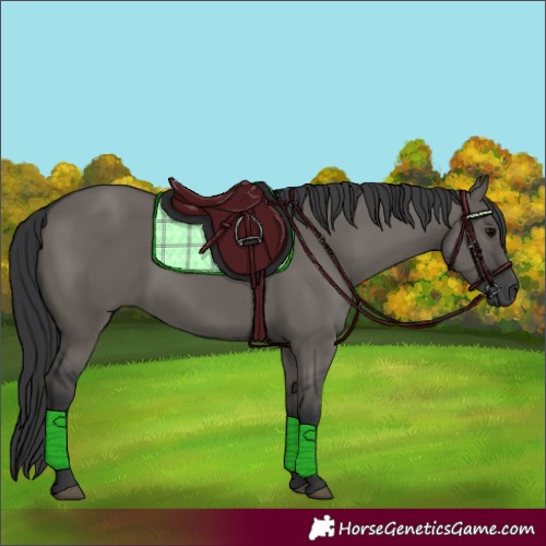 Horse Color:Grullo 