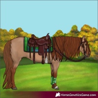Horse Color:Red Dun