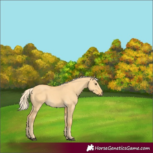 Horse Color:Palomino Dun 