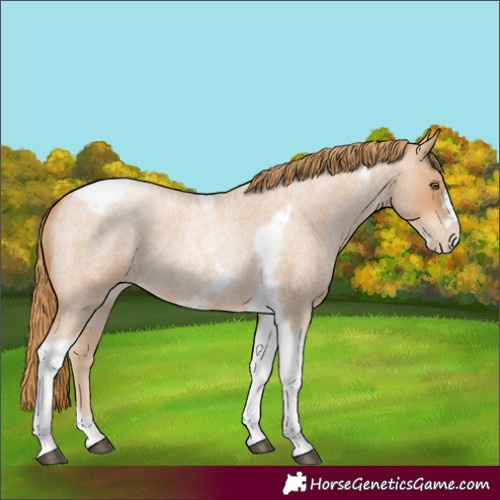 Horse Color:Red Roan Pearl Tobiano Frame 