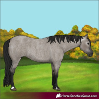 Horse Color:Gray Grullo Roan 