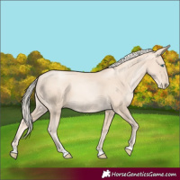 Horse Color:Gold Cream Champagne Pearl 