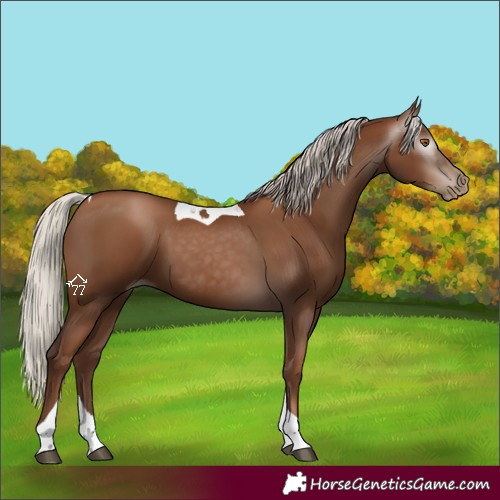Horse Color:Gray Silver Black Pearl Tobiano