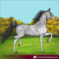 Horse Color:White Spotted Blue Roan 