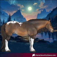 Horse Color:Buckskin Tobiano