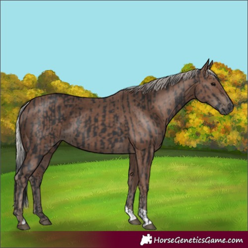 Horse Color:Black  and Silver Black 
