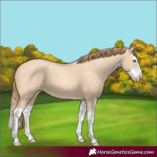 Horse Color:Gold Champagne Dun Splash 