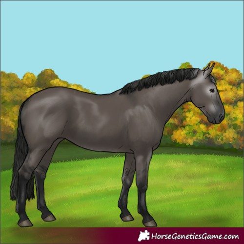 Horse Color:Gray Grullo 