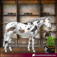 Horse Color:Buckskin Harlequin Merle Tobiano 