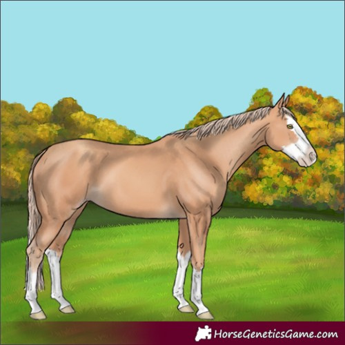 Horse Color:Unknown 