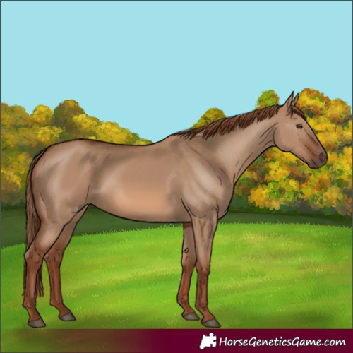 Horse Color:Unknown 