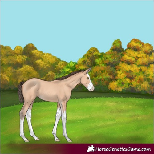 Horse Color:Unknown 