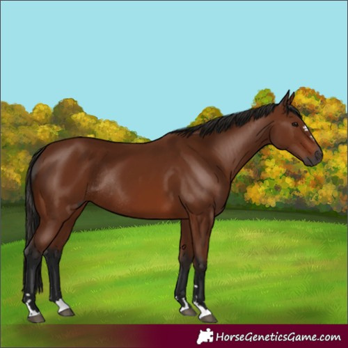 Horse Color:Unknown 