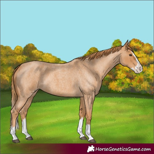 Horse Color:Unknown 