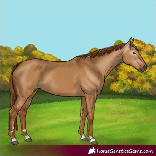 Horse Color:Gray Red Dun 