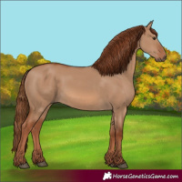 Horse Color:Red Dun 