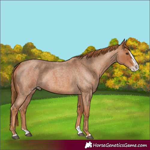 Horse Color:Red Roan Splash 