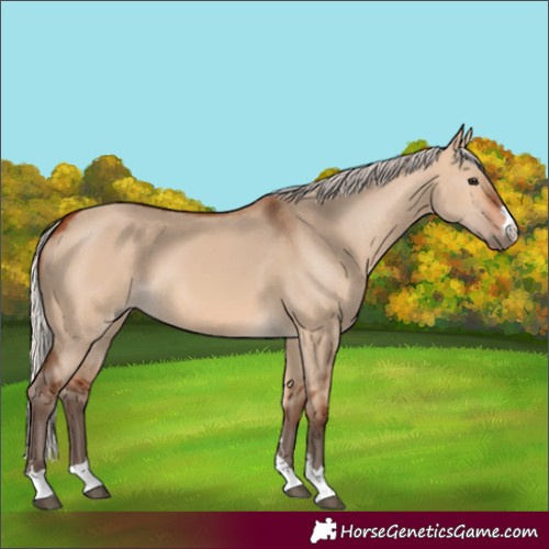 Horse Color:Silver Bay Dun