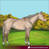 Horse Color:Silver Bay Dun 