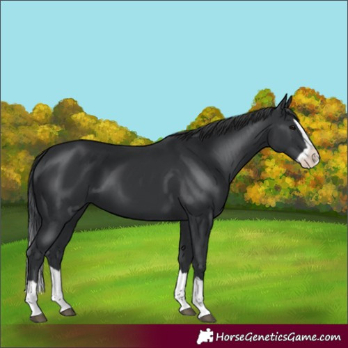 Horse Color:Black Splash
