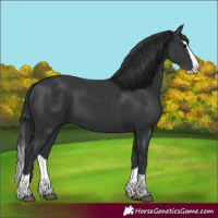 Horse Color:Black Splash