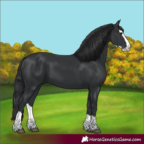 Horse Color:Black Splash