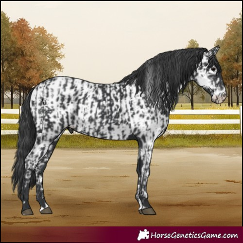 Horse Color:Black  and Black Appaloosa 
