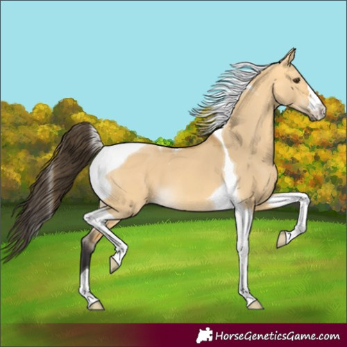 Horse Color:Buckskin Dun Tobiano 
