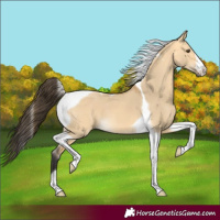 Horse Color:Buckskin Dun Tobiano