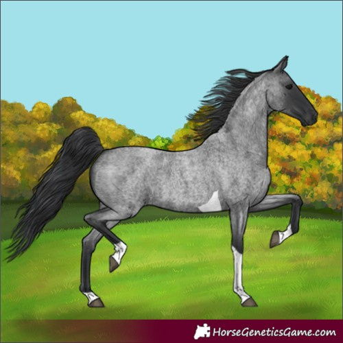 Horse Color:Blue Roan Tobiano 