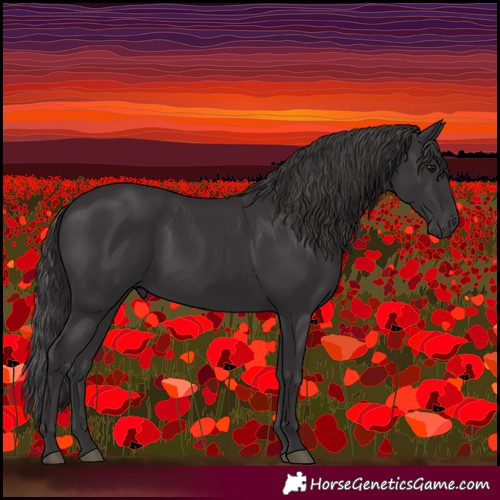 Horse Color:Smoky Black 