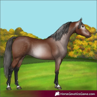 Horse Color:Gray Bay