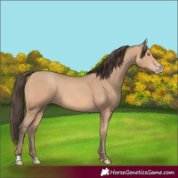 Horse Color:Amber Champagne 