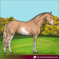 Horse Color:White Spotted Chestnut Sabino Frame