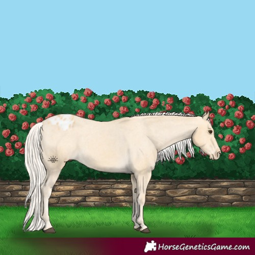 Horse Color:Palomino Appaloosa 