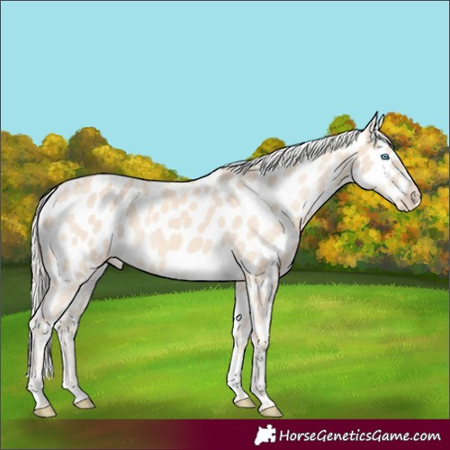 Horse Color:Cremello Near Leopard 