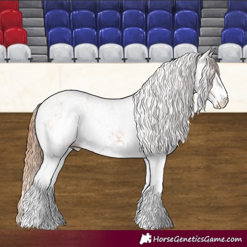 Horse Color:White Spotted Chestnut 