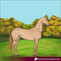 Horse Color:Red Dun 