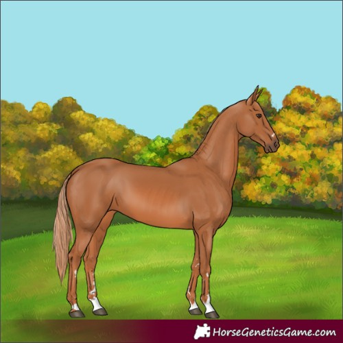 Horse Color:Chestnut 