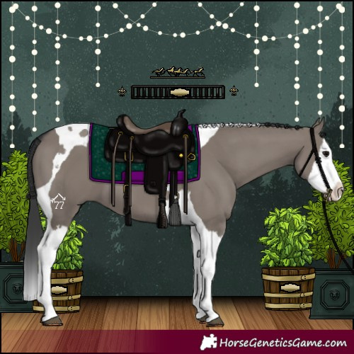 Horse Color:Grullo Splash Tobiano 