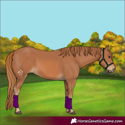 Horse Color:Unknown 
