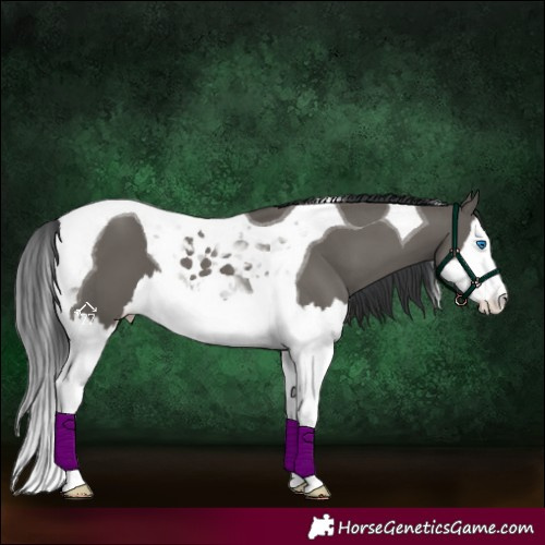 Horse Color:Grullo Splash Tobiano