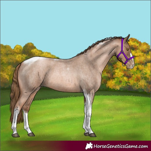 Horse Color:Liver Red Roan Pearl Tobiano Frame