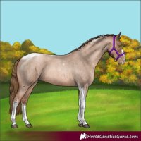 Horse Color:Liver Red Roan Pearl Tobiano Frame 